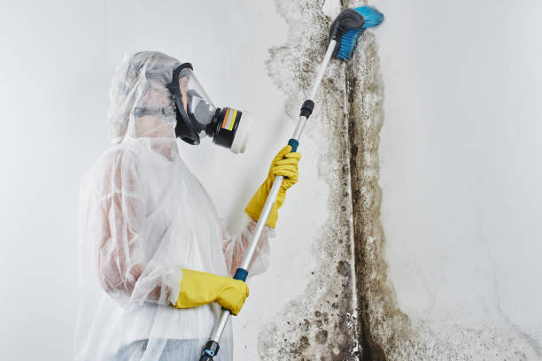 Best Residential Mold Remediation in Union, KY