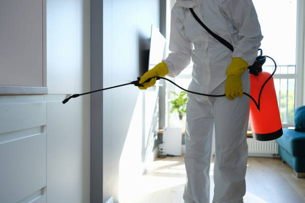 Best Basement Mold Remediation in Union, KY