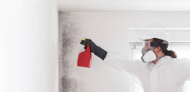 Best Crawl Space Mold Remediation in Union, KY