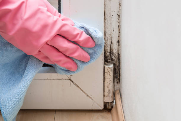 Best Basement Mold Remediation in Union, KY